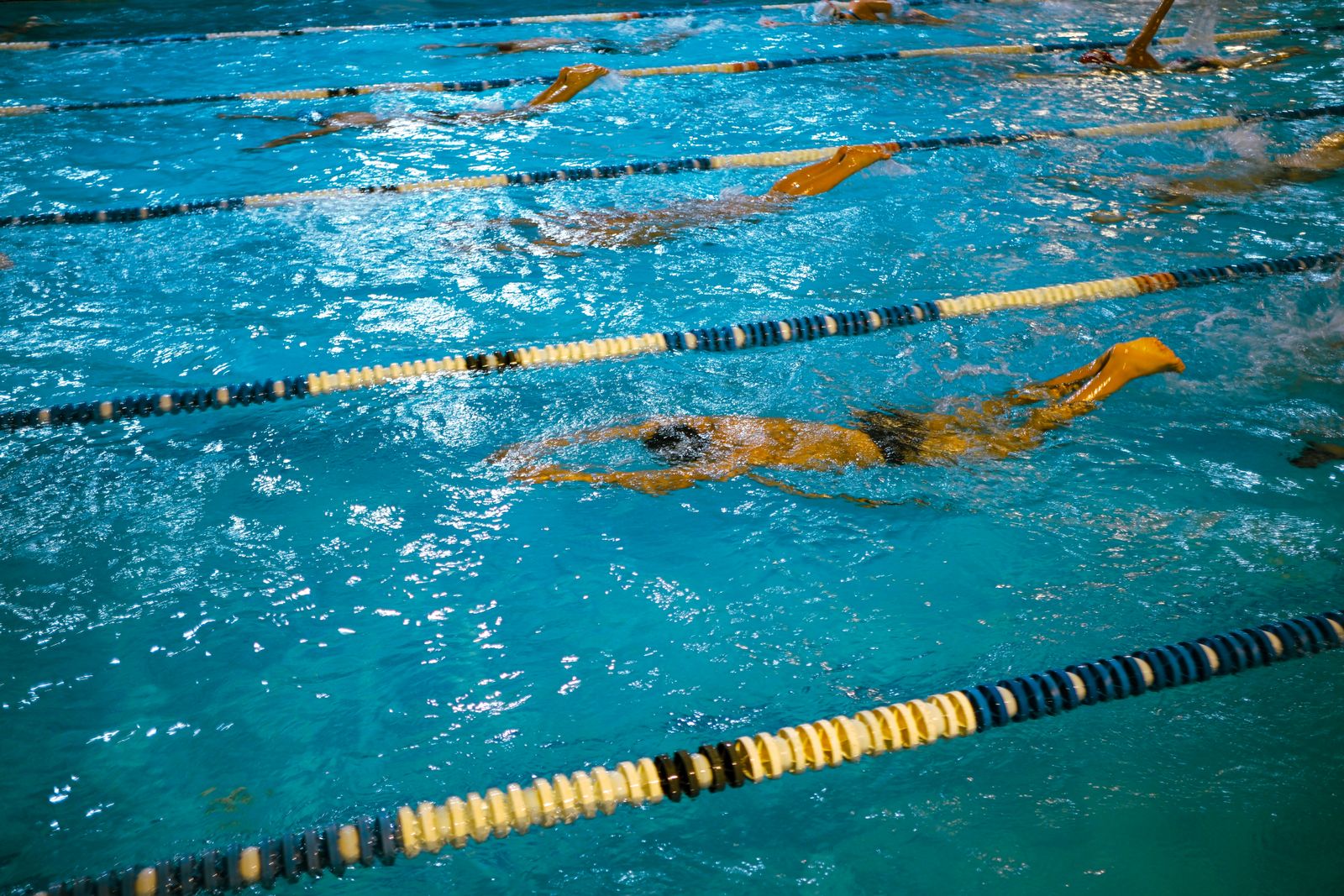 Swimmers training in marked pool lanes